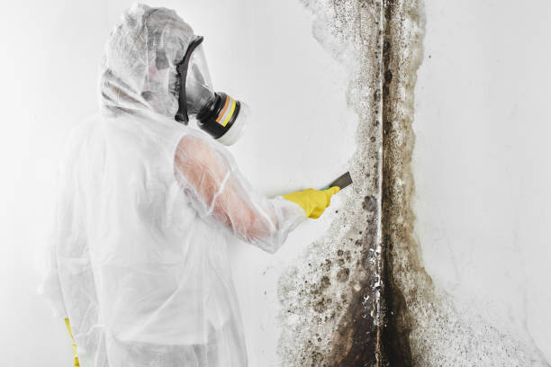 Best Kitchen Mold Remediation in Sanger, CA